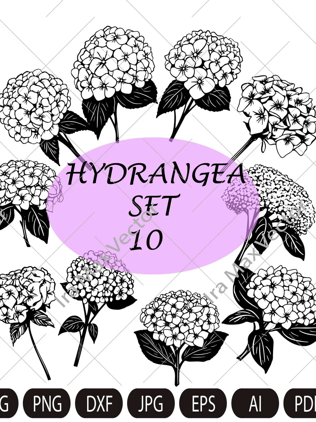 Hydrangea SVG, Hydrangea PNG , Vintage Botanical Line Art, Clip Art ...
