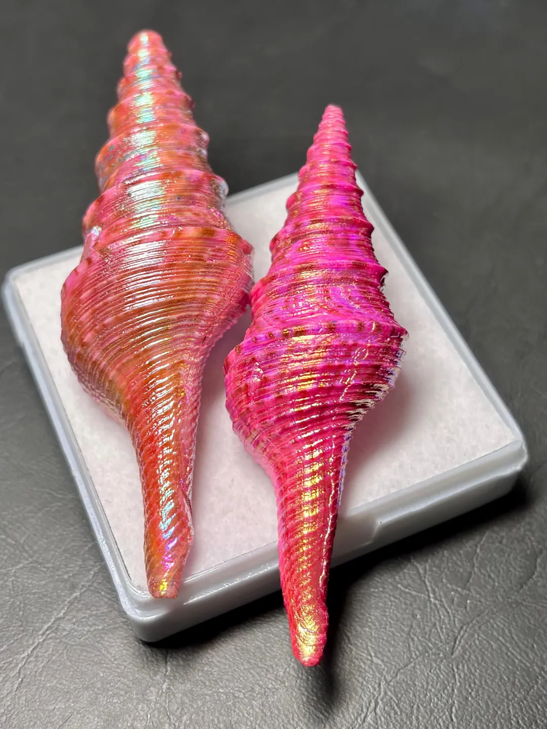 3 pieces lot Natural dyed Florida Horse Conch shells. cabochonGemston ...