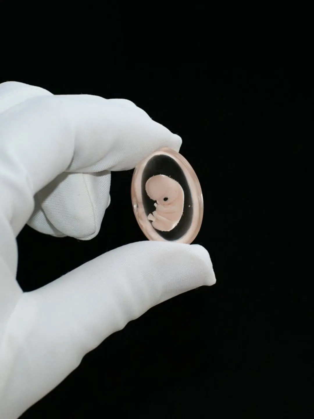 Embryo 7 weeks in Oval Lens, 7 weeks pregnant, Sculpture cast in