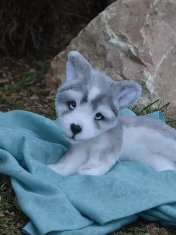 Husky puppy