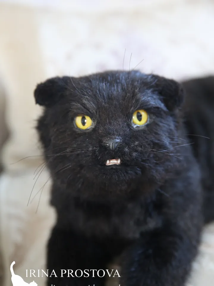 Cat May realistic plush toy. Ooak doll. Art doll animalal