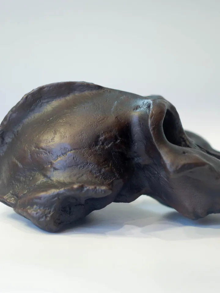 Paranthropus Aethiopicus Skull Replica, Prehistoric Fossil Collection, Realistic Hominid Skull, Museum Quality