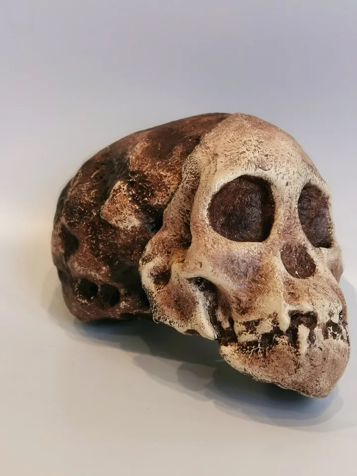 Taung Child Australopithecus Africanus Skull Replica, Prehistoric Fossil Collection, Realistic Hominid Skull, Museum Quality