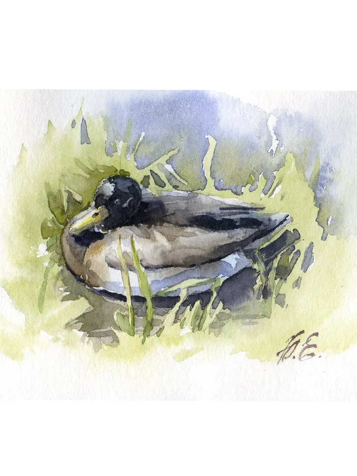 Small watercolor postcard Original duck painting by Yulia Evsyukova