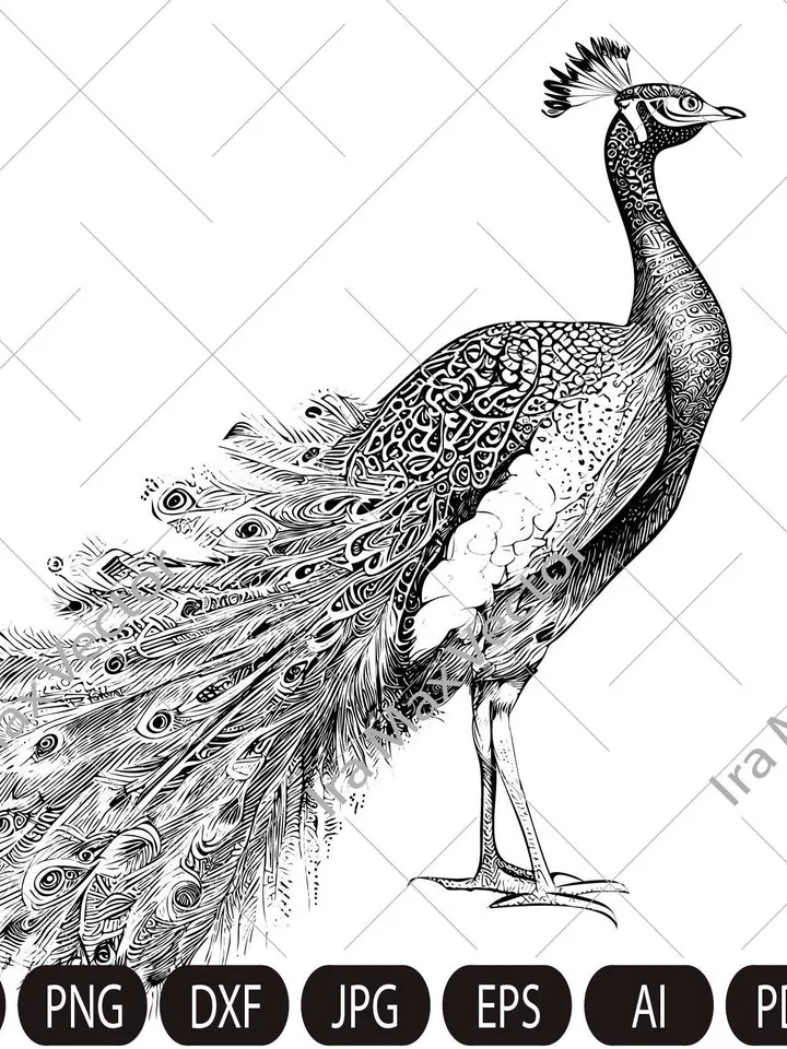 Peacock Svg, Peacock detailed, Peacock clipart, Peacock png, Peacock sketch, Cute Peacock, Bird