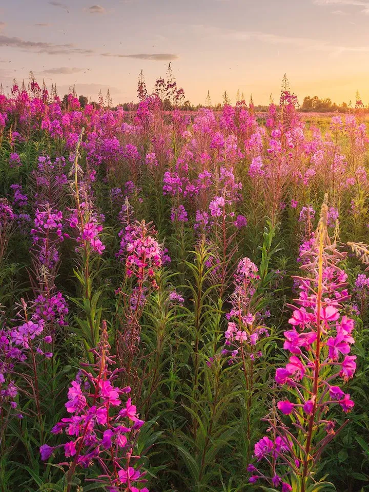 willow-herb (Ivan tea) fermented. Herbal tea Baikal
