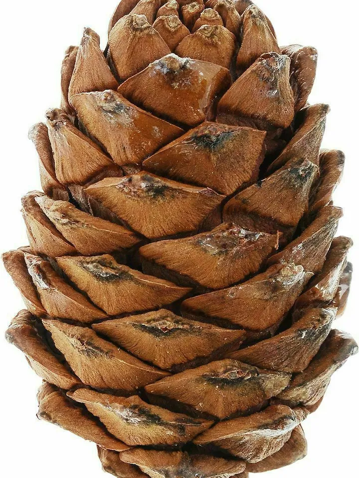 Selected cedar cone with nuts 3 pieces, free shipping