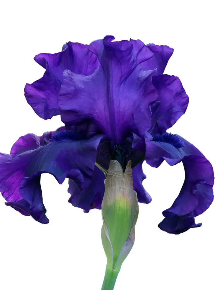 Iris flower.Blue iris. PSD file. File for printed