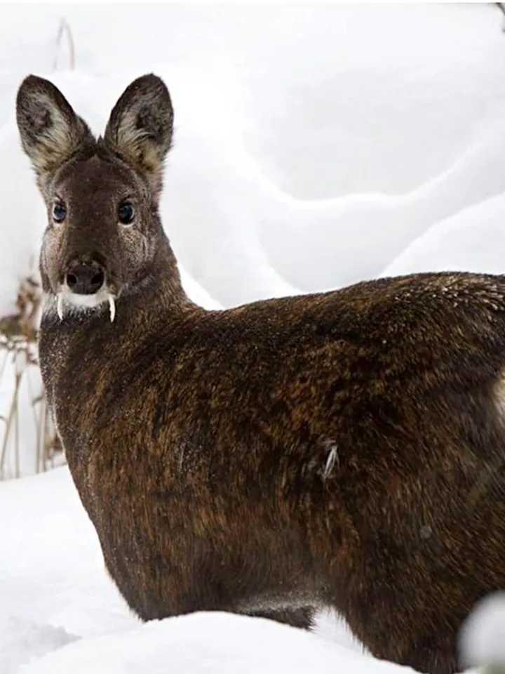 Musk musk deer (pure) 1 gram