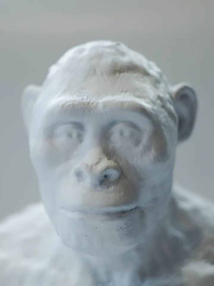 Australopithecus Africanus resin bust statue, Museum Quality Anthropology Model for Study