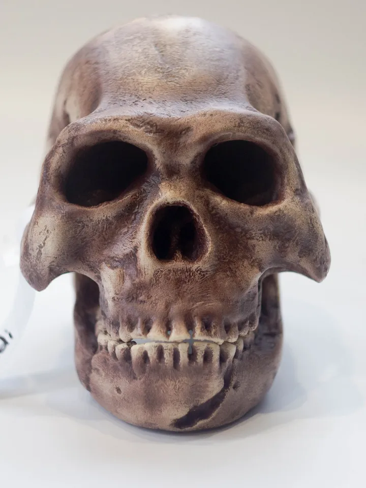 Homo Naledi Skull Replica Reconstruction, Prehistoric Fossil Collection, Realistic Hominid Skull, Museum Quality