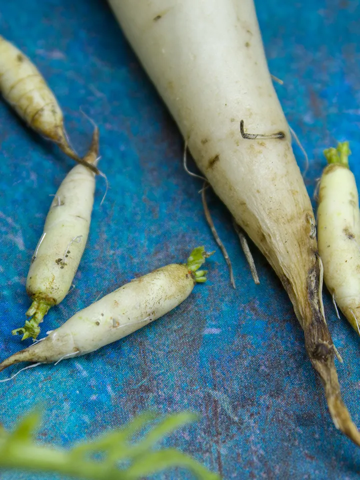 TUTORIAL Miniature daikon with polymer clay