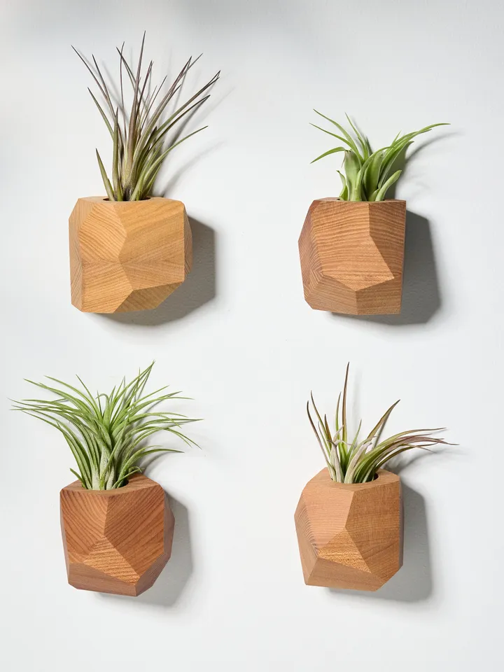 Elm Wood Air Plant Holder