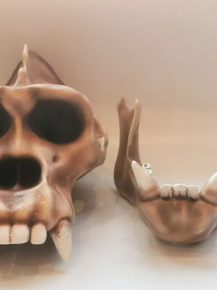 Gorilla Skull, Monkey Skull, Animal Skull Replica, Anthropology Primate Model