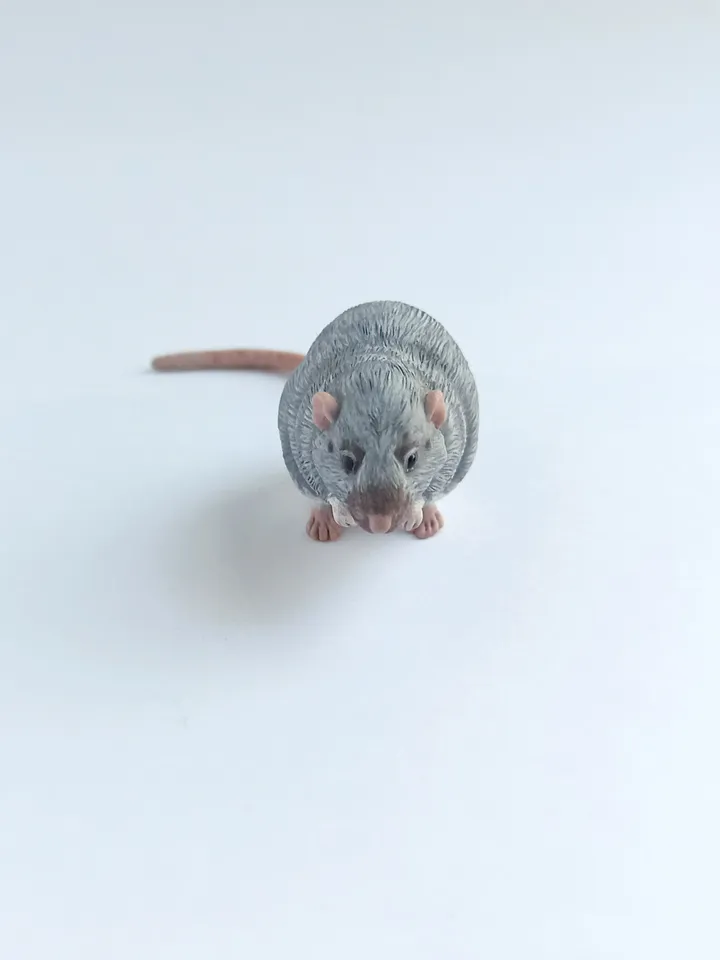 Small rat from photo