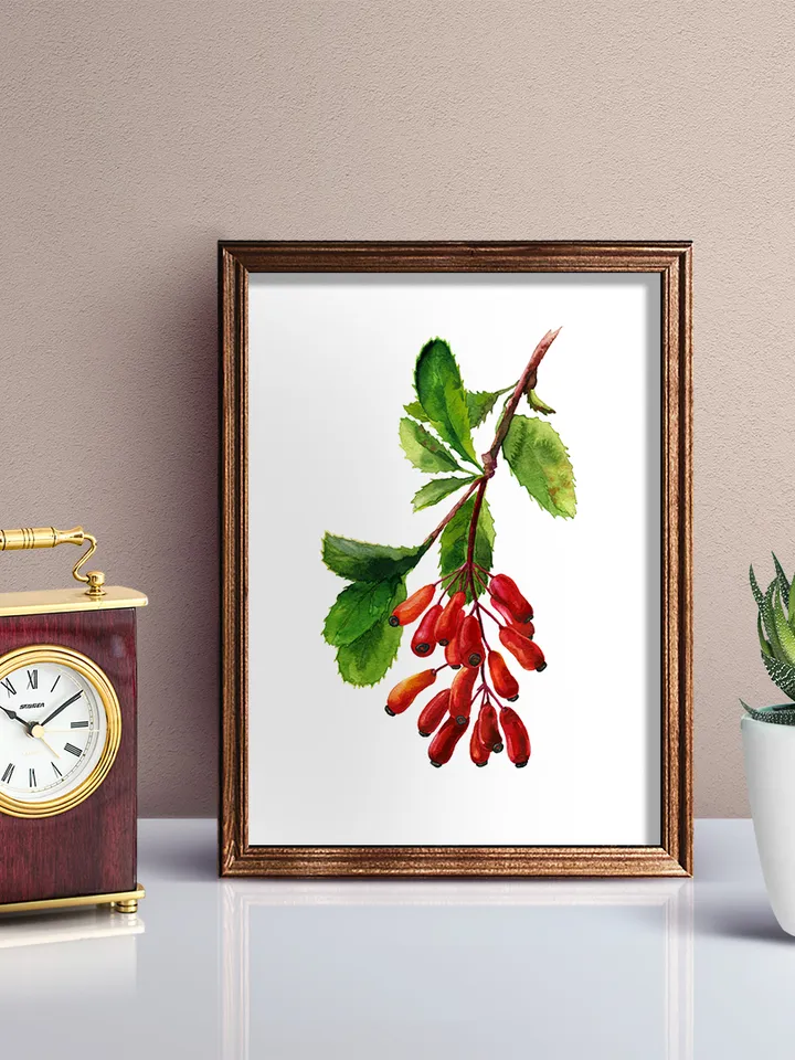 FREE clipart Barberry branch with berries Botanical illustration Watercolor digital File Art print Clipart with berries Large poster