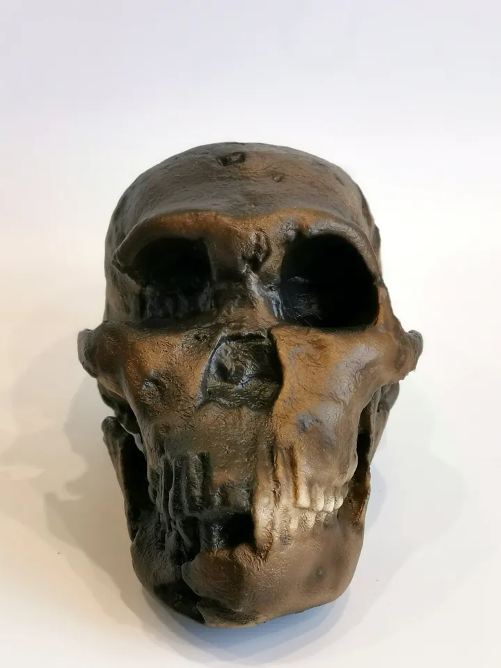 Homo Naledi NEO Skull Replica LES 1, Prehistoric Fossil Collection, Realistic Hominid Skull, Museum Quality