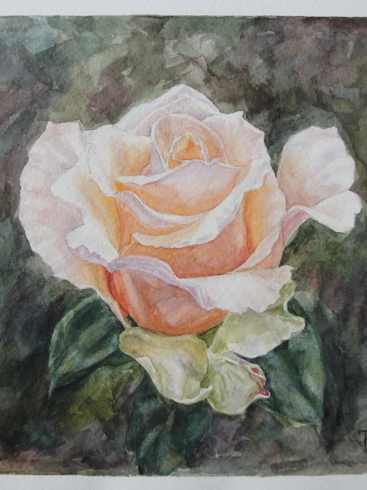 "Peach Rose" Flower Original Wall Art Painting Watercolor Artwork, 17x17cm.