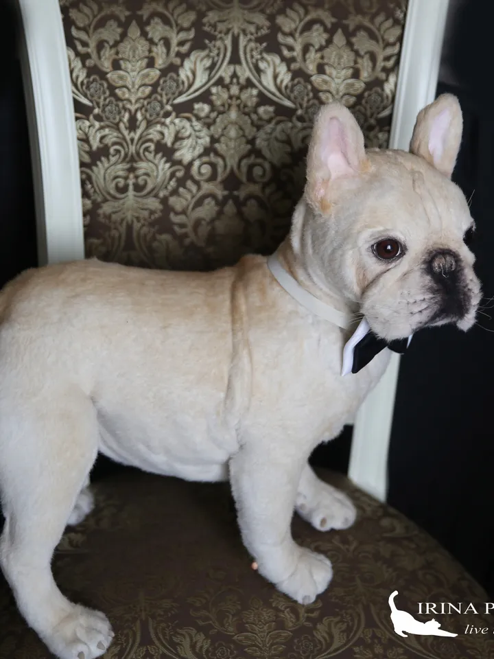 French Bulldog realistic plush animals. Ooak toy. Dog stuffed toy