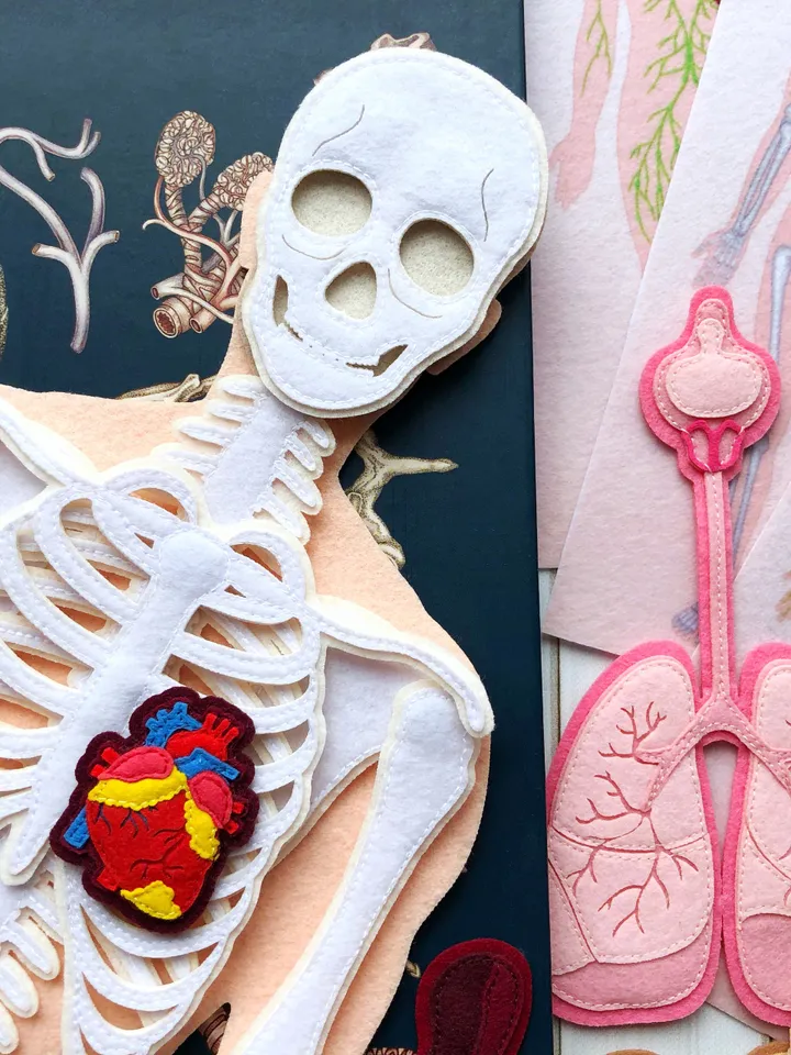 Anatomy board, FULL SET (skeleton and organs),Extra Large Human Anatomy, Medical Human body, Montessori science play set
