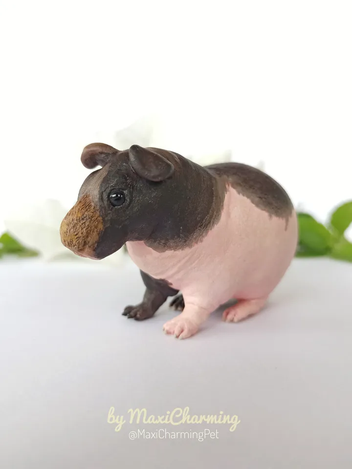 Custom Hairless skinny Guinea pig