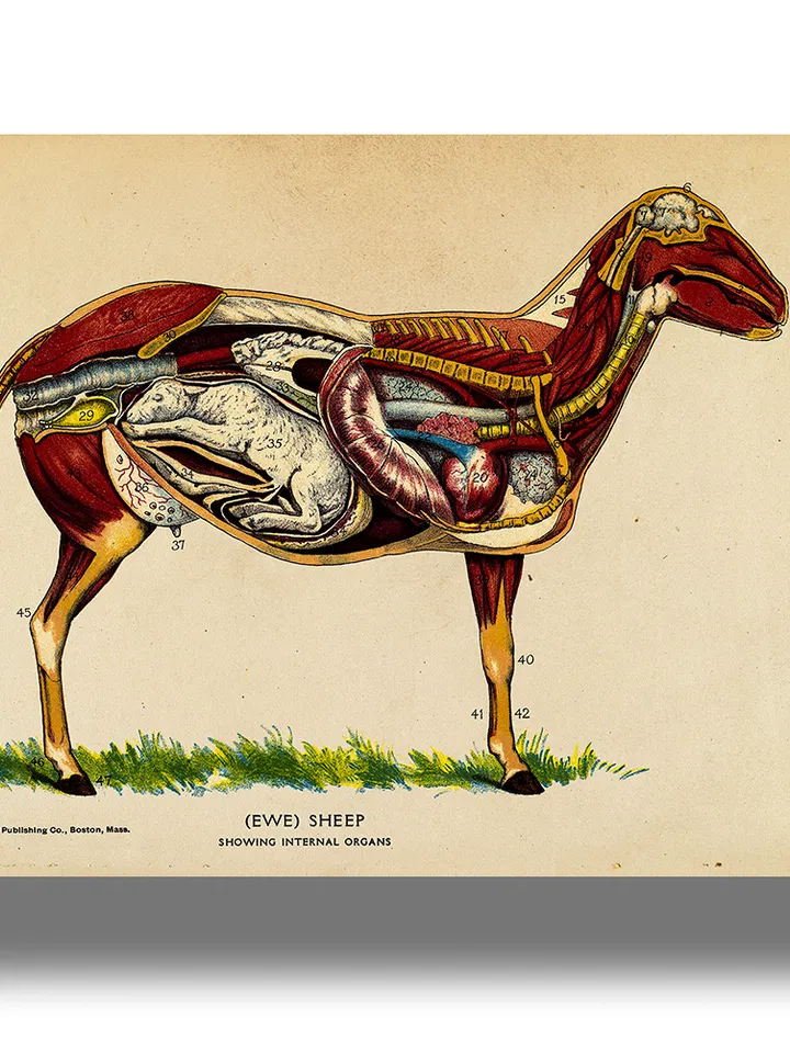 Sheep internal organs. Illustration from an old veterinary reference book.