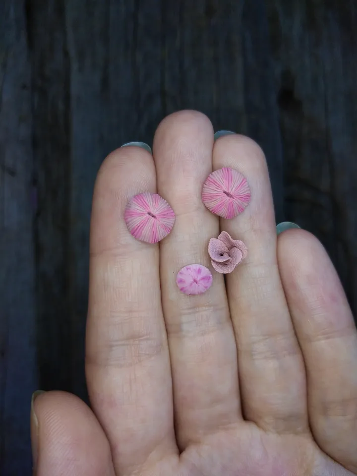 Set of miniature corals shades of pink, tiny corals for diorama, dollhouse or resin art