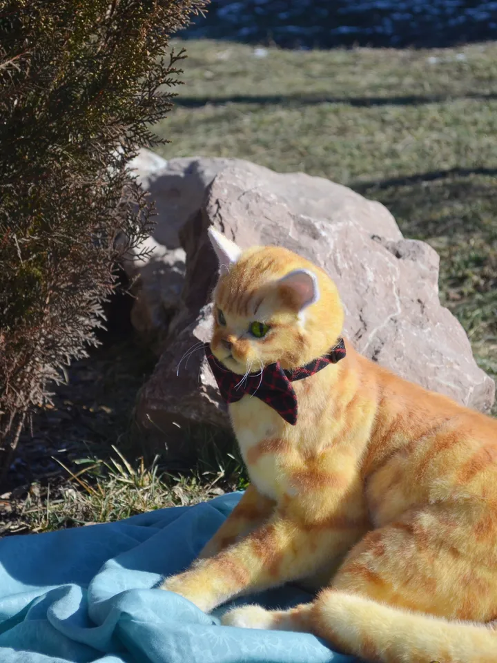 March cat.