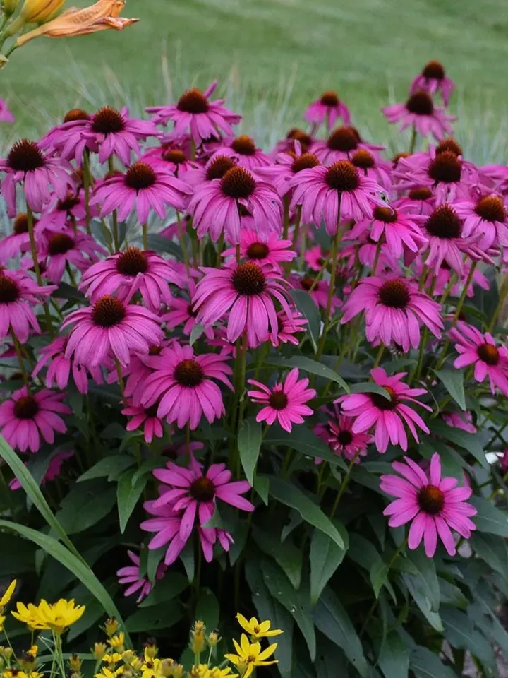 GGW Armenian Echinacea Tea, All Natural, GMO Free, Chemical Free, No Fragrance, No Coloring, No Taste Enhancers