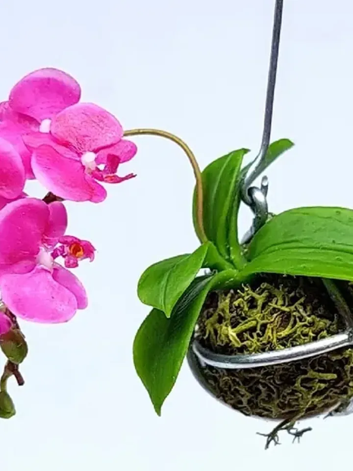 Miniature Orchid dollhouse 1:12, cocedama fuchsia Orchid, Orchid in a ball, Dollhouse plants, Dollhouse flowers