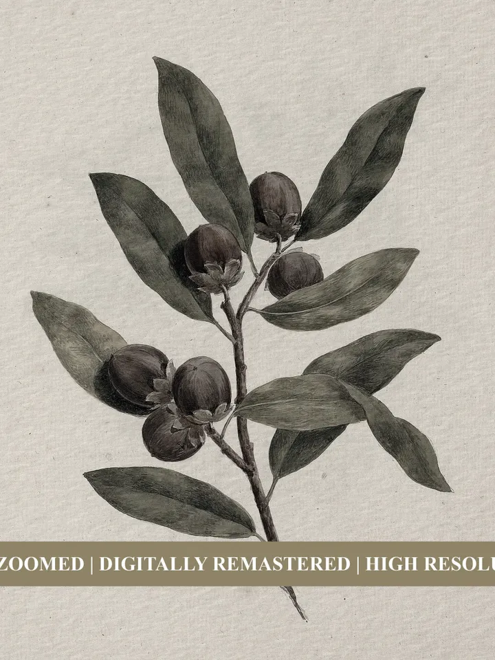 Vintage Olive Branches Set of 2 Prints, Antique Minimalist Botanical Art, Printable Wall Decor Digital Download | 138 S2