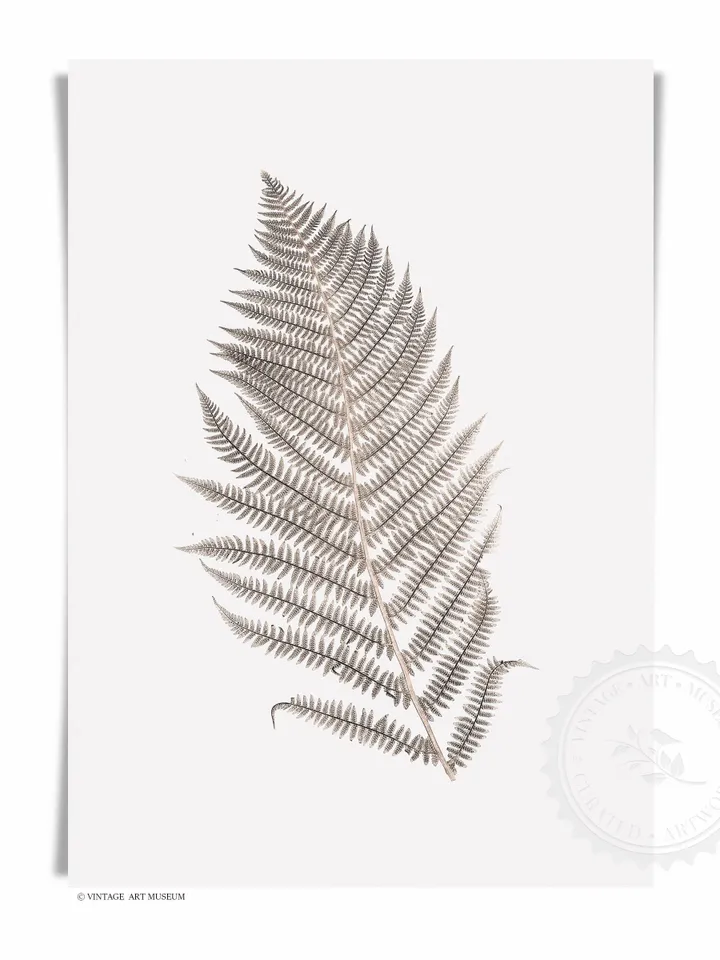 Vintage Fern Leaf Botanical Art, Printable Farmhouse Wall Art For Living Room | 337