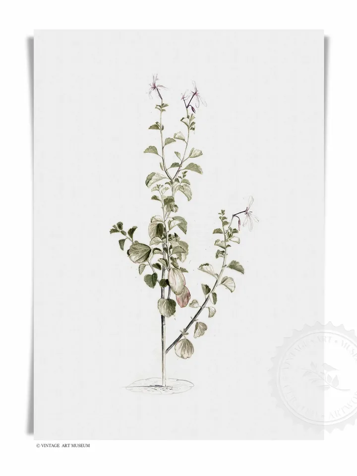 Antique Botanical Print Set of 3, Vintage Flower Painting, Printable Rustic Farmhouse Wall Art Decor | 397 S3