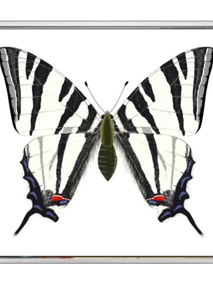 Butterfly Print on Canvas , Floating Frame Option, Modern Wall Art, Extra Large Canvas Wall Art