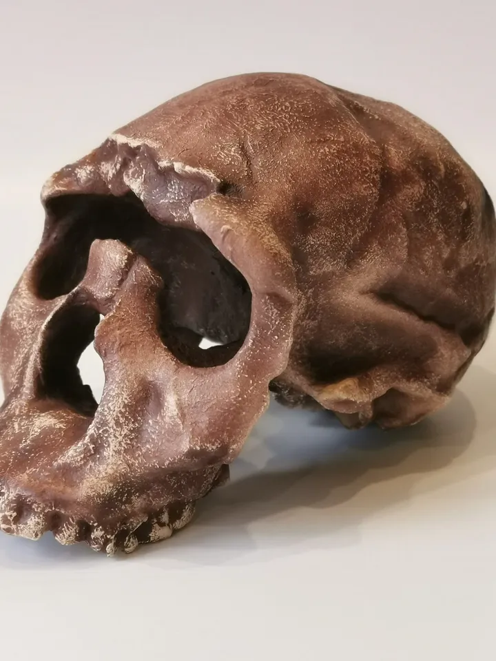 Homo Ergaster Skull Replica Turkana Boy, Full-size 3d printed Hominid Skull Without Jaw, Museum Quality Anthropology Model, Real Fossil Scan