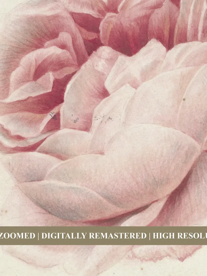 Vintage Red Rose Watercolor Print, Floral Painting, Printable Farmhouse Wall Art Decor, Downloadable | 53