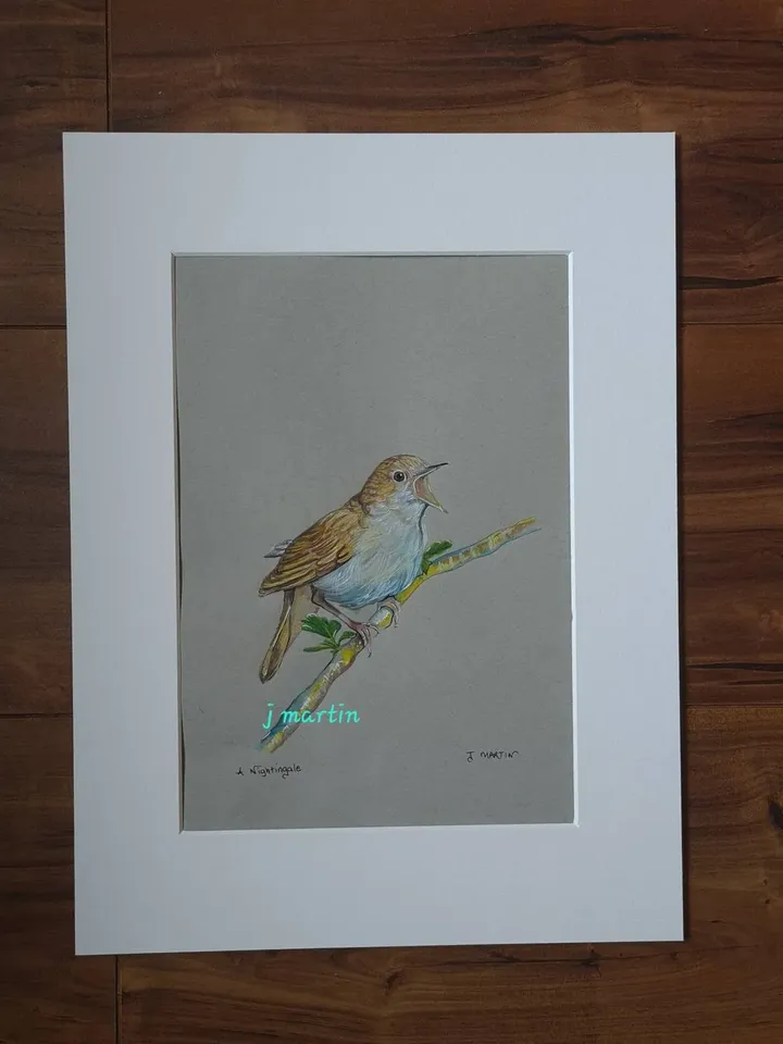 A Nightingale, Nightingale Bird, mounted, unframed