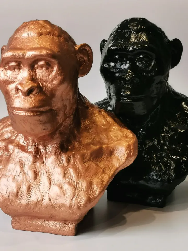 Australopithecus Africanus Bust, 3d printed Australopithecus Afar Sculptural Reconstruction, Museum Quality Anthropology Model for Study