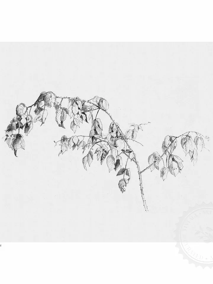 Vintage Sketch Art Print, Antique Blackberry Branch Drawing, Nature Printable Wall Decor, Digital | 358