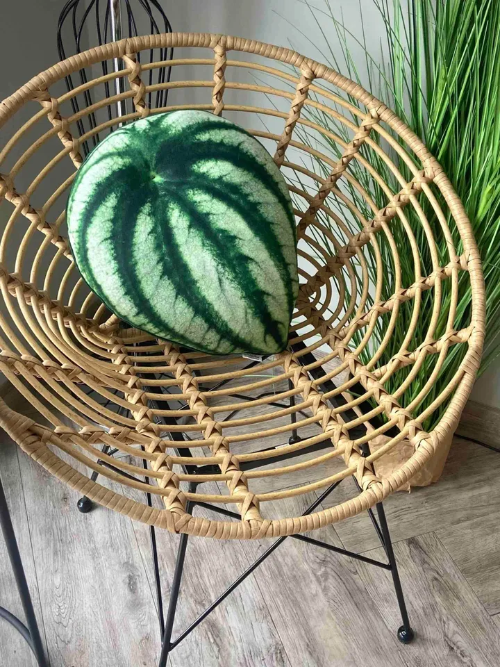 Peperomia watermelon pillow / peperomia argyreia pillow/ plant pillow / leaf pillow / plant gift / urban jungle / houseplants