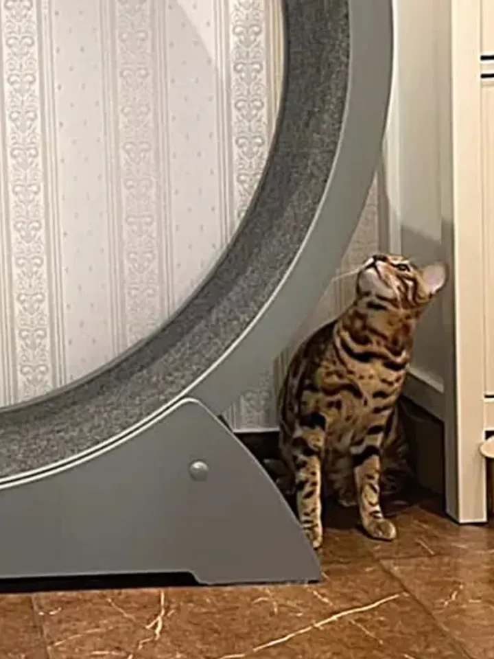 Cat running wheel Exercise wheel for cats Cat furniture Running wheel for cats Cat scratching post Cat toys for indoor