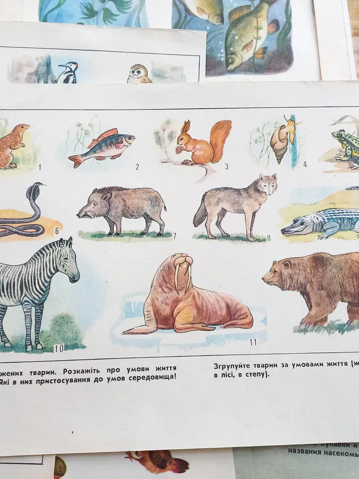 Set Vintage Animal Posters 17pcs Sketchbook for Logic Exercises USSR 1970