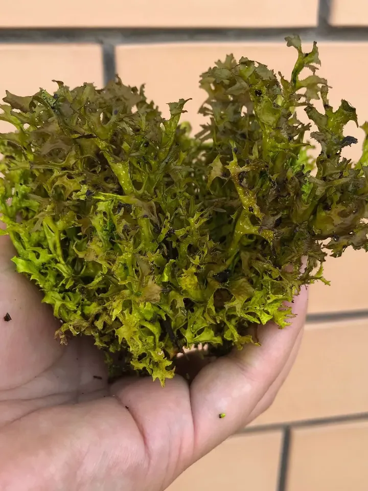 ICELAND MOSS - ICELAND CETRARIA WHOLE FAMILIES OF MOSS Altai Republic 50g ( 1.76 oz)