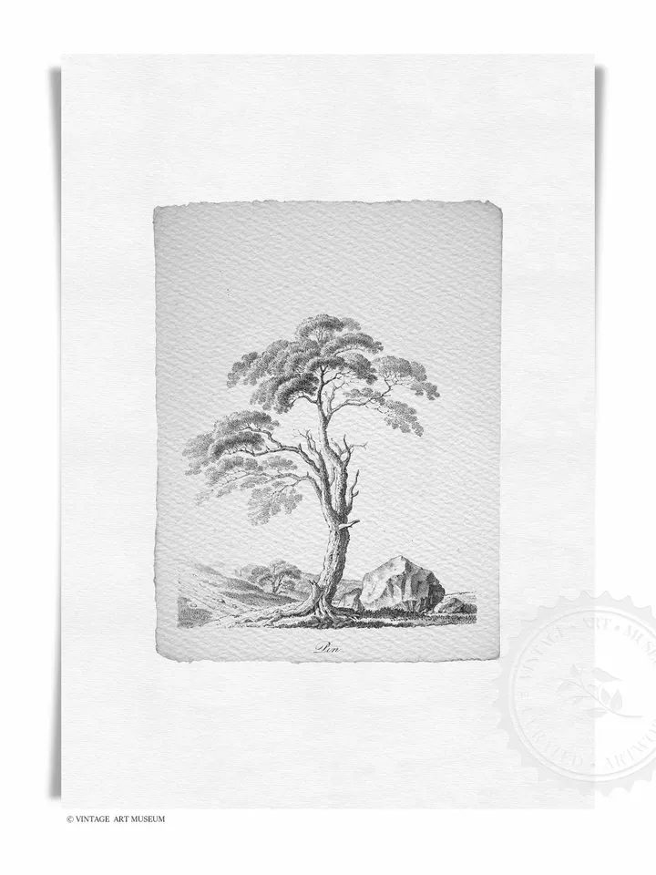 Pine Tree Sketch Vintage Prints set of 2, Nature Drawing, Printable Wall Art Decor, Digital Download | 117 S2