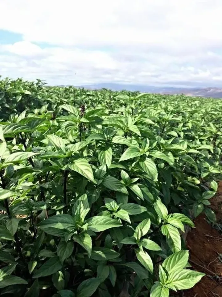 GGW Armenian Thai Basil Tea Therapy, All Natural, Packed With Minerals & Vitamins, Non GMO, No Chemical Additives, With Love For Your Health
