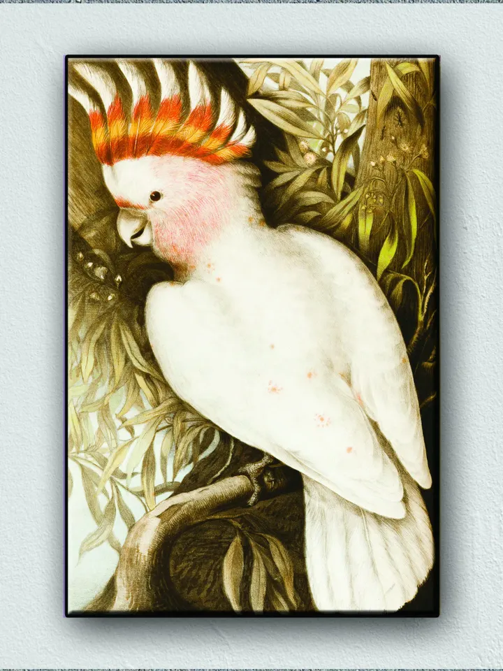 Leadbeaters Cockatoo, Plyctolophus leadbeateri parrot Print on Canvas , Floating Frame Option, Modern Wall Art, Extra Large Canvas Wall Art
