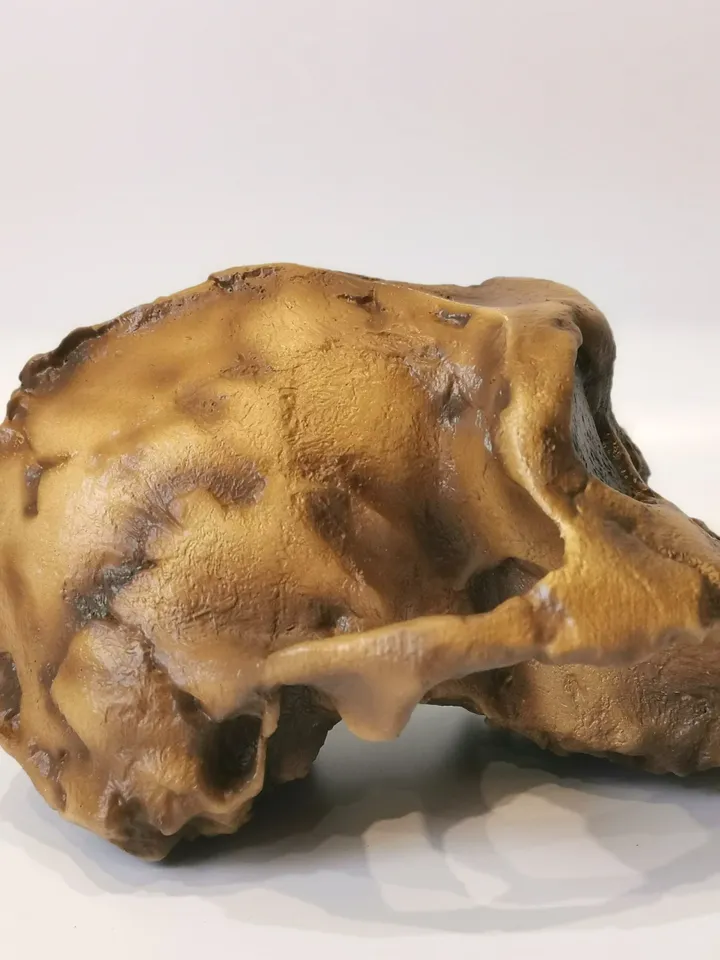 Paranthropus Boisei Skull Replica, Full-size 3d printed Hominid Skull Without Jaw, Museum Quality Anthropology Model, Real Fossil Scan
