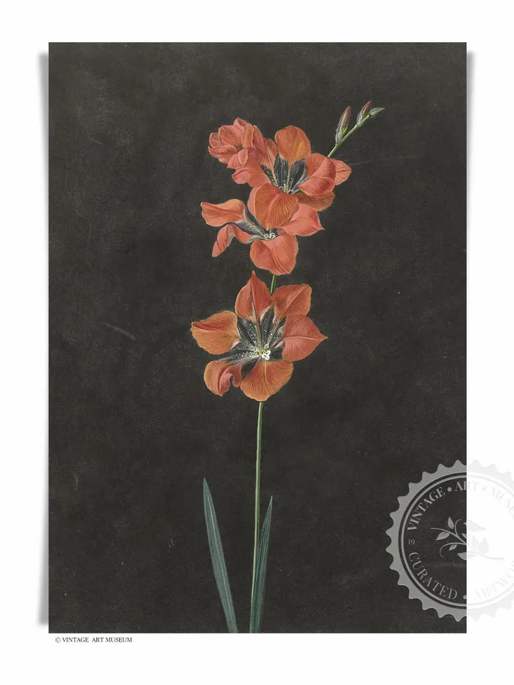 Red Lily Flower on Dark, Vintage Still Life Printable Wall Art Decor, Digital Download | 343