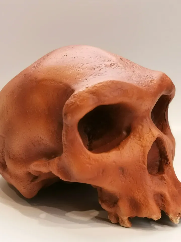 Homo Heidelbergensis Rhodesian Man Skull Replica, Full-size 3d printed Hominid Skull, Museum Quality Anthropology Model, Real Fossil Scan