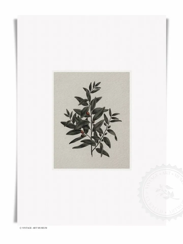 Vintage Botanical Print, Antique African Sandalwood Watercolor, Farmhouse Digital Decor, Printable Art | 359